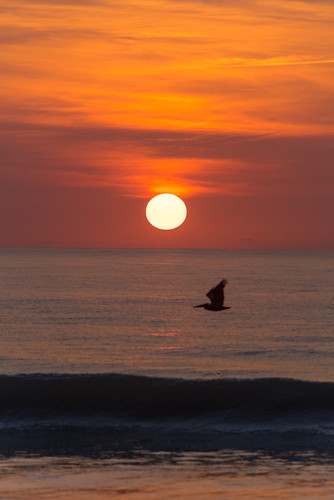 melbournebeach sunrise chuckpalmer pelican wildlife sun ocean wave sky outdoor travel