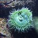 Flickr photo 'Anthopleura xanthogrammica (Giant Green Anemone) - captive' by: Arthur Chapman.