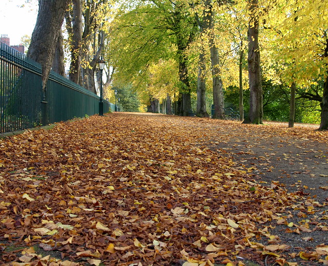 Fallen leaves in Preston