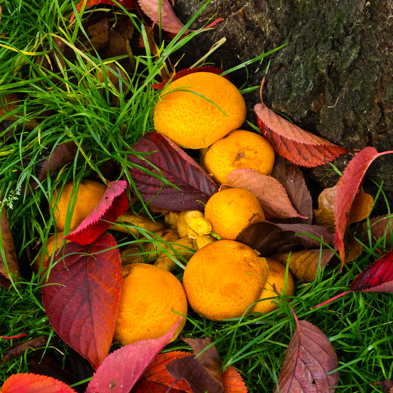 Red leaves, yellow fungus
