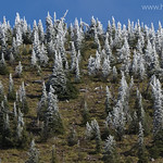 Frosted Firs