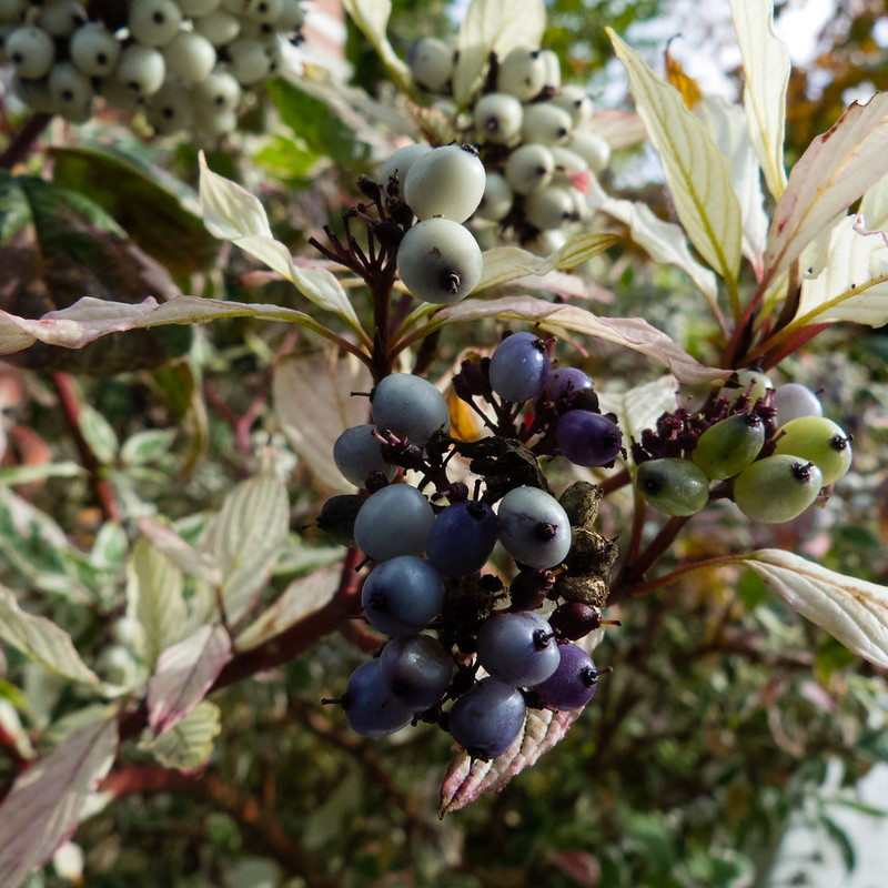 Dogwood berries ripening