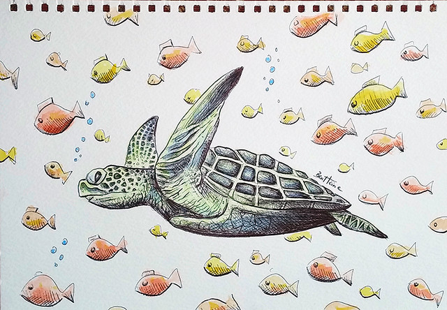 Turtle Sketch (#Onthedraw project)