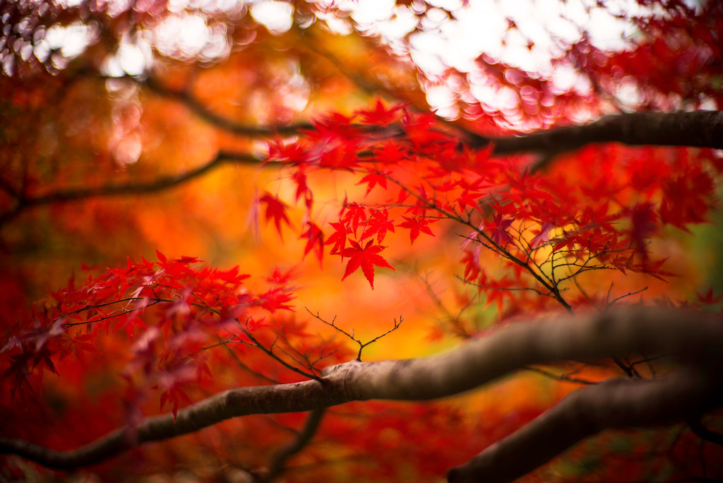 Red November | *Leica M-P *Noctilux 50mm f/1.0 | moaan | Flickr