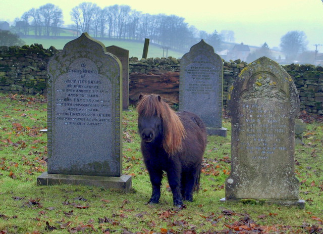 Small horse in graveyard