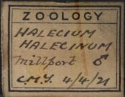 Halecium halecinum label