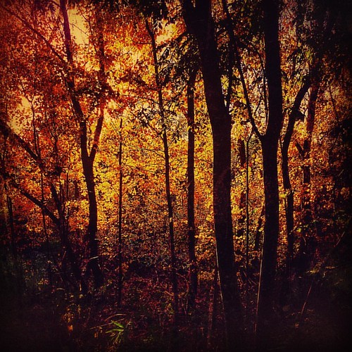instagramapp square squareformat iphoneography uploaded:by=instagram hefe iphone autumnal autumn solihull trees outside outdoors leaves