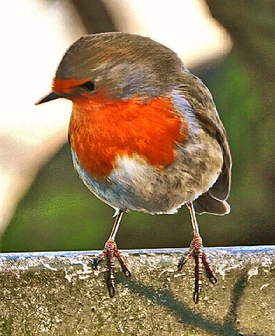 Robin.