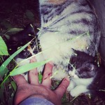 おじさんの指がおいしそうな匂いがしたから寄ってみた！   #猫 #ねこ #ネコ #cat #cats  #野良猫 #のらねこ #ノラネコ #straycat #straycats  #子猫 #仔猫 #こねこ #kitten #kitty  #黒茶  #白黒