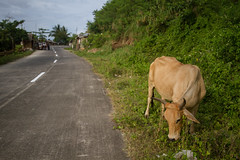Cow Grazing Near Padidinan