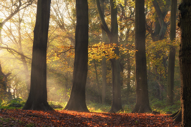 2014 Piper's Hill - First Light In The Beech Wood 2