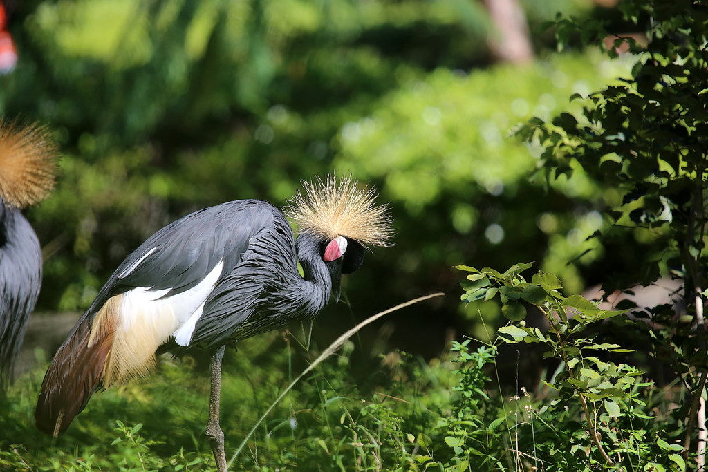 red-crowned crane facts