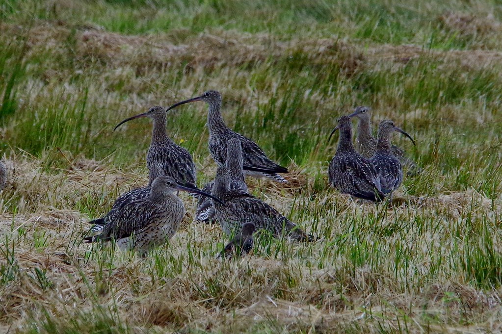 IMGP4289 Curlew Loch Leven, August 2014