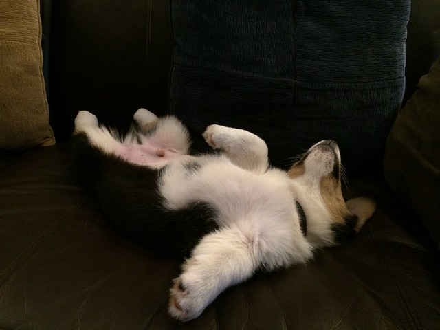 Crashed out puppy