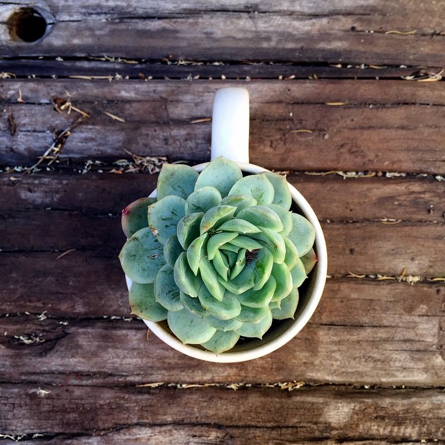 Maybe I'll have to plant one of these babies in one of my yellow mugs. Whataya think? #latergram #succulentlove #succulentjunkie
