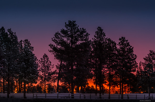 20141111-Sunrise through the trees.