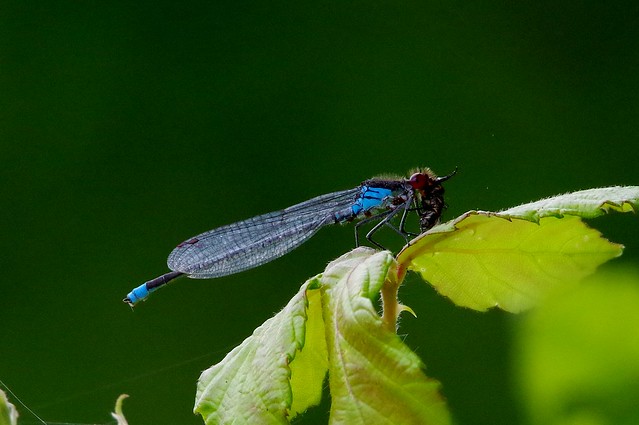 IMGP1404 Small Red-Eyed Damselfly, Paxton Pits, June 2014