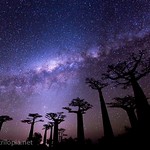 Milky Way at Avenue of the Baobabs