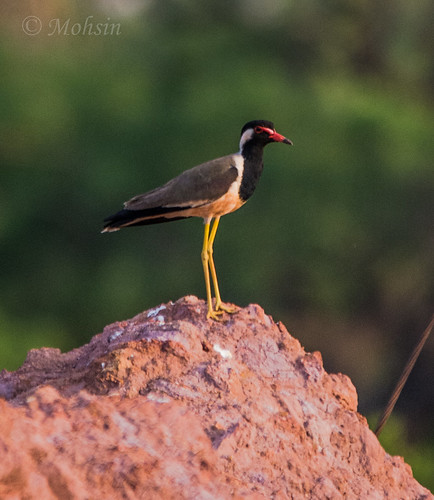 nature birds sigma telephoto handheld supertelephoto birdsofindia nikond7100