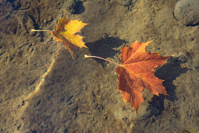 Autumn leaves follow the current - Høstbladene driver med strømmen