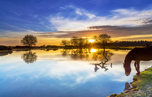 landscape newforest pond pony nature reflection sunset horse cloud grass water wildlife tree