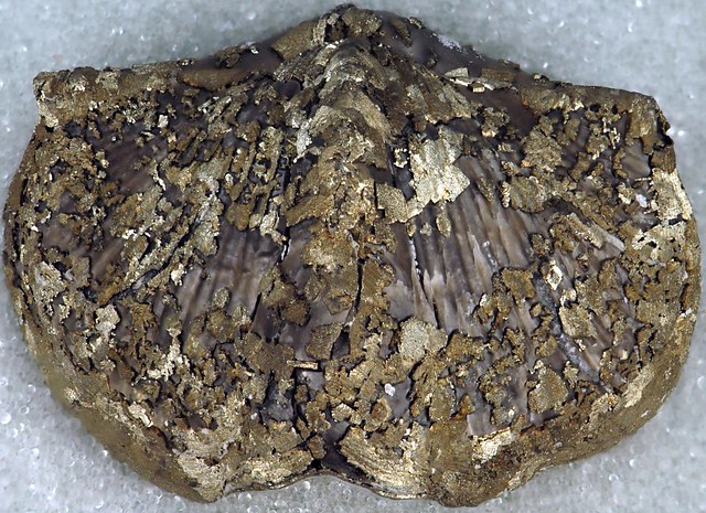 Paraspirifer bownockeri fossil brachiopod (Silica Formation, Middle Devonian; quarry in Sylvania area, Lucas County, northwestern Ohio, USA) 2