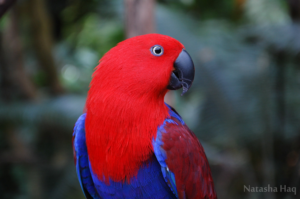 Red Hot Parrot | Bloedel Conservatory | Natasha Haq | Flickr