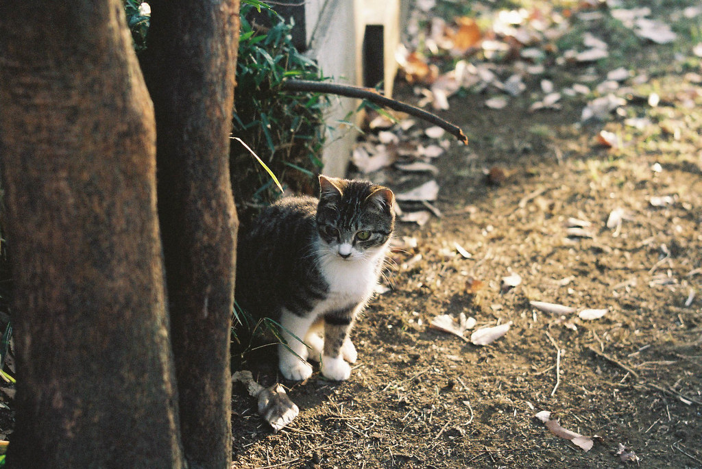 墓地の猫たち