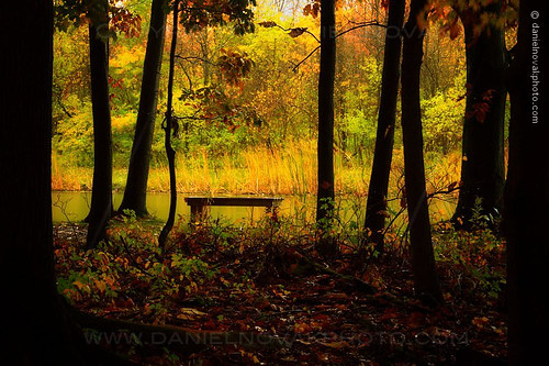 park morning autumn trees ny newyork fall nature wet colors rain silhouette yellow dark bench season landscape outdoors pond buffalo october shadows birdsong trail rainy photograph 2014 orchardpark