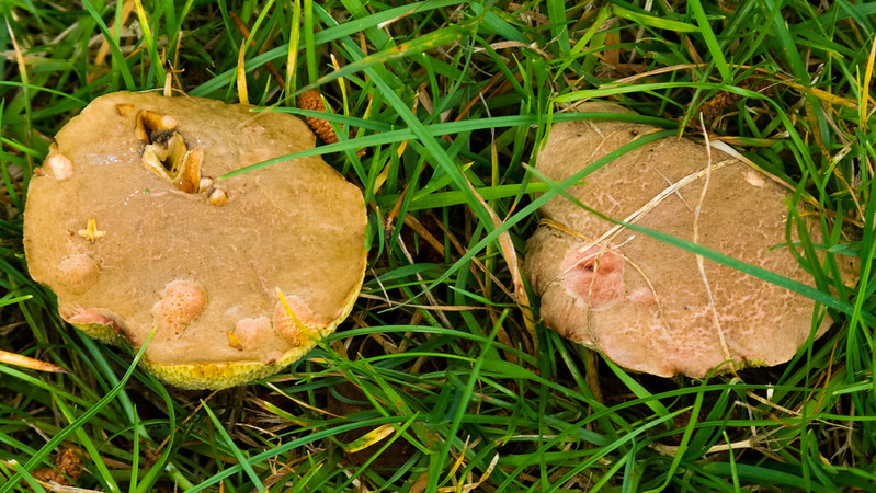 Red cracking boletes