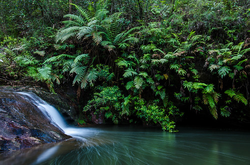 water landscapes rainforest australia bluemountains nsw ferns springwood sandstonerocks magdalagullymagdalacreek
