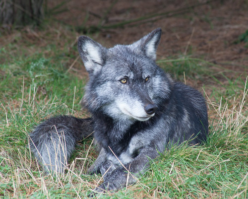 Wolves | by Chris @ Didcot