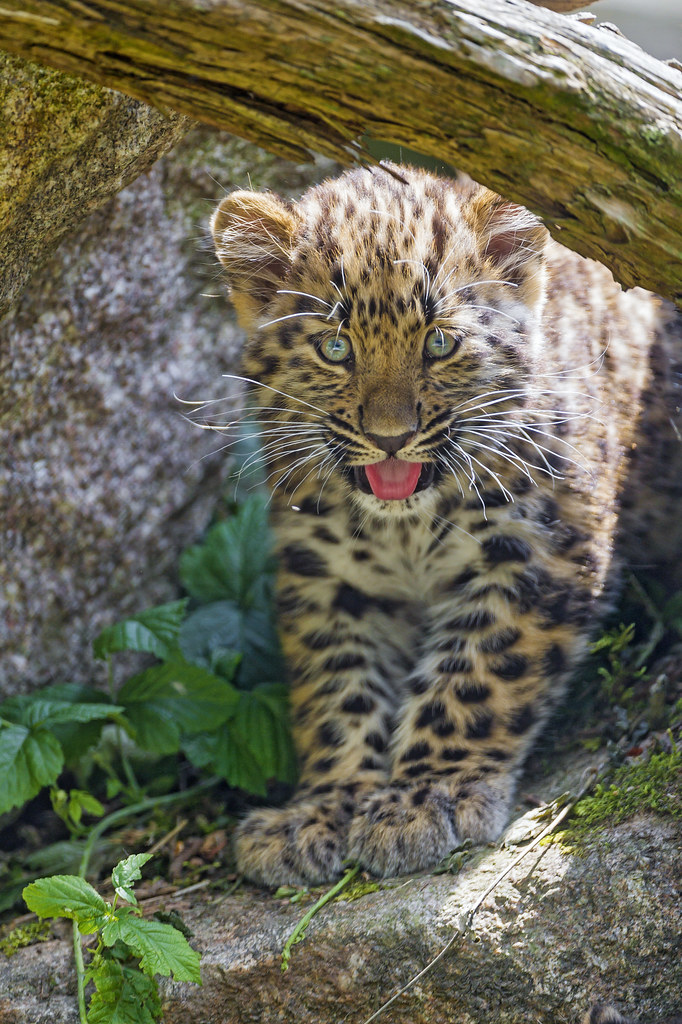 Smiling Amur leopard cub