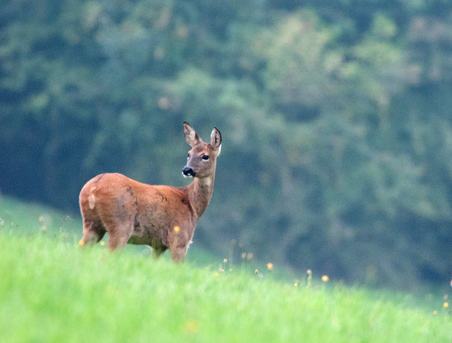 Roe Deer, Cotswolds, Gloucestershire