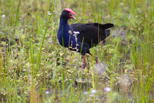 Purple Swamp Hen, near the Ponds, USC Sippy Downs