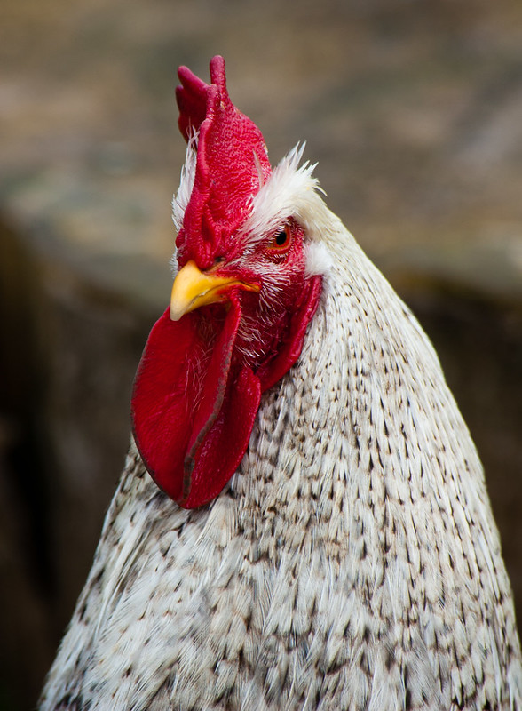 Cock, Northycote