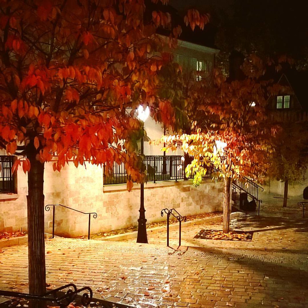 C'est beau une ville la nuit #lumiere #arbre #automne #aut… | Flickr