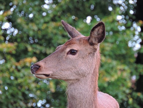 red deer | by Jayney R
