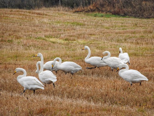 swans whooperswans flockofbirds white migratingbirds migratingswans hooper