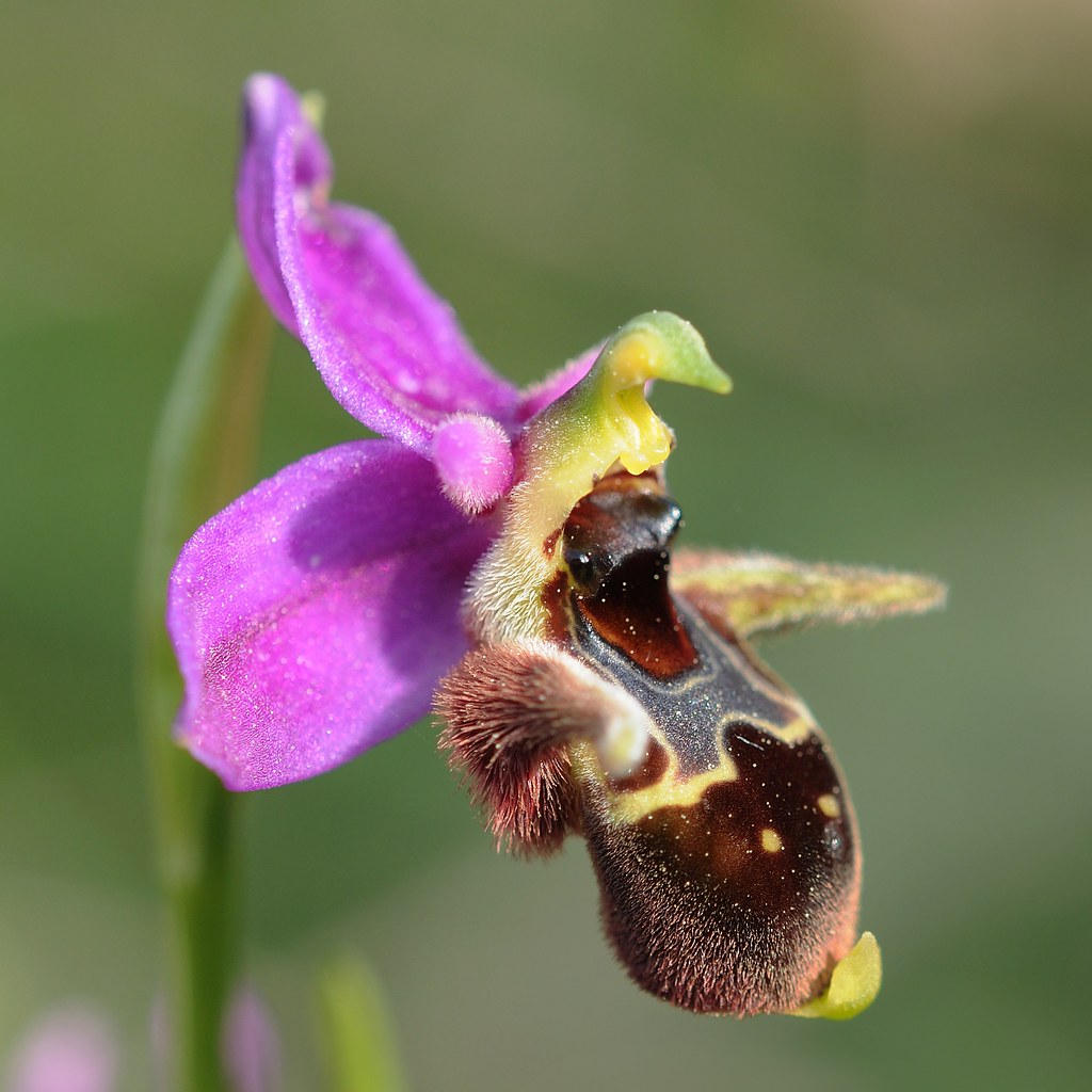 Mykene-Ragwurz, Ophrys oestrifera subsp. mycenensis