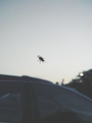 Fly on a window