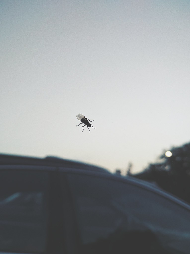 Fly on a window