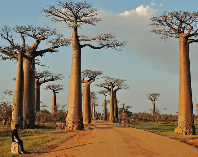 Late afternoon at Avenue of the Baobabs