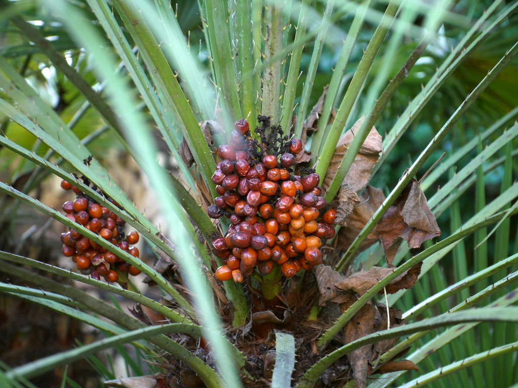 Palmtree with fruits in our garden (November)