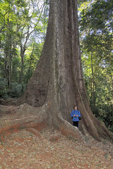 The big tree, Chirinda Forest
