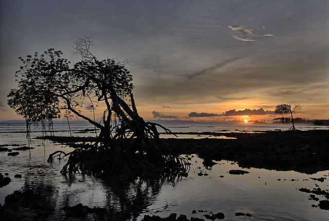 Mangrove tree at the sunset