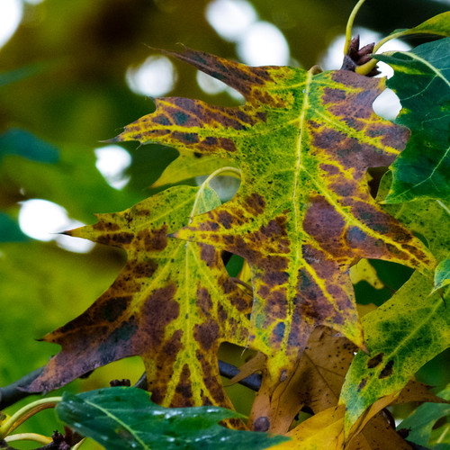 Autumn colour: ornamental oak leaves
