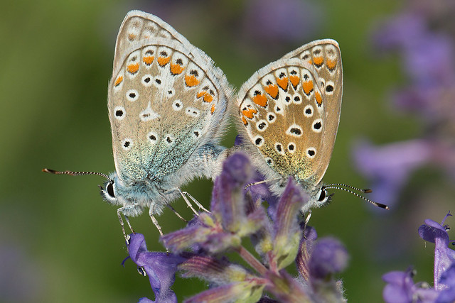 Couple d'azurés communs / Pair of Common Blue butterflies (Polyommatus icarus)