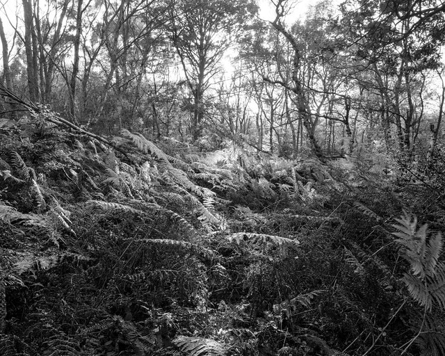 Ferns turning to bracken, trees losing leaves (Hyons Wood)