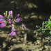Flickr photo 'J20161222-0017—Lupinus propinquus—RPBG' by: John Rusk.